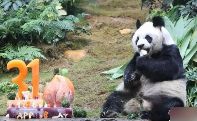 大熊猫“永明”31岁生日会在日本和歌山举办 有哪些意义