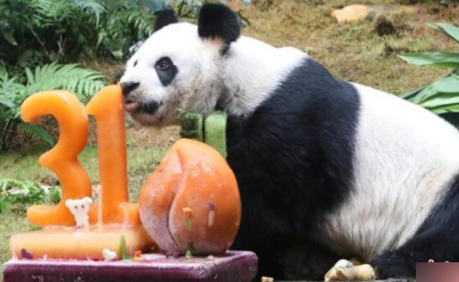 大熊猫“永明”31岁生日会在日本和歌山举办 有哪些意义