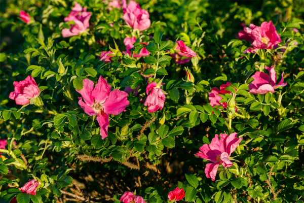 玫瑰花喜欢酸性土壤还是碱性土壤，土壤配置