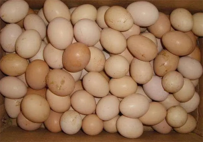 鸡蛋不能放入冰箱保存 只因含有致病菌 2个保存小技巧