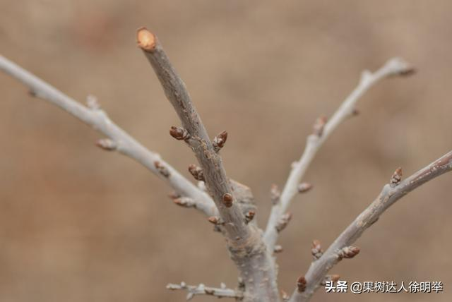 大樱桃的剪枝技术（要想管理好大樱桃）