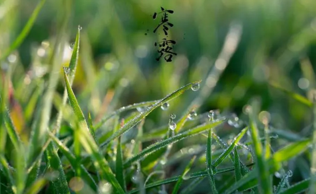 ​寒露节气怎么养生  寒露节气是几月几日