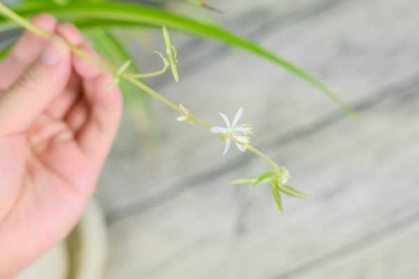 口红吊兰一年开几次花（金鱼吊兰一年开几次花）