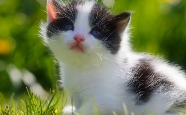 ​猫的瞳孔为什么会时大时小  瞳孔是什么