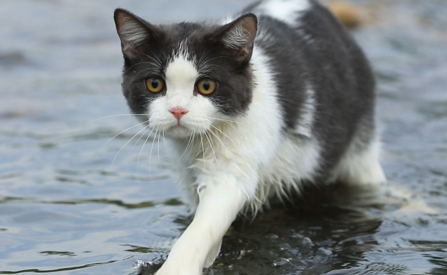为什么猫咪会怕水  猫咪喜欢什么环境
