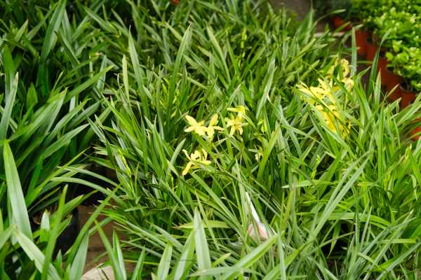 庭院怎样养兰花（院子里种兰花风水好吗视频）