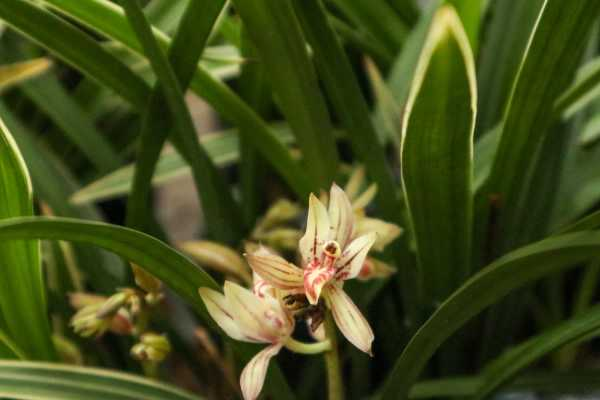 庭院怎样养兰花（院子里种兰花风水好吗视频）