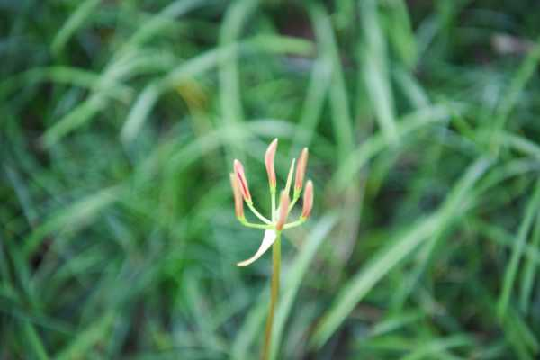 白花石蒜的养殖方法和注意事项（白花石蒜图片大全大图）