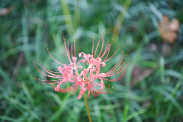 白花石蒜的养殖方法和注意事项（白花石蒜图片大全大图）