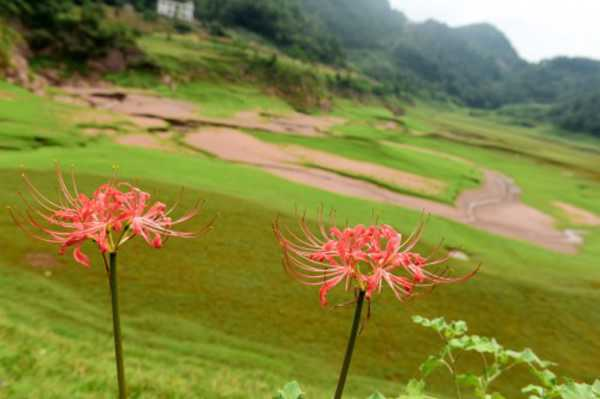 白花石蒜的养殖方法和注意事项（白花石蒜图片大全大图）