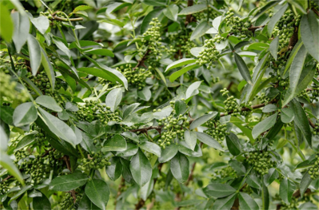 家里为何不能种花椒树  花椒树能有什么功效与作用