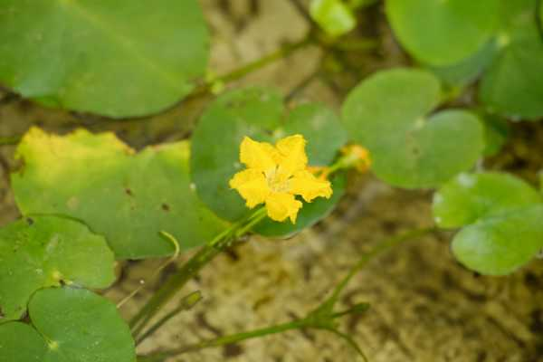 怎么养荇菜（荇菜的吃法与价值）