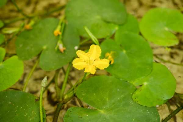 怎么养荇菜（荇菜的吃法与价值）