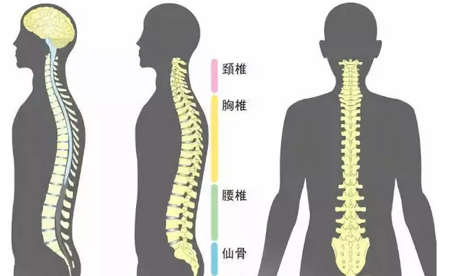 ​长时间坐姿对脊椎健康有什么影响  脊椎健康保护措施有什么