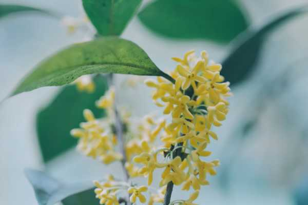 桂花落叶是什么原因（桂花树落叶干枯咋回事）