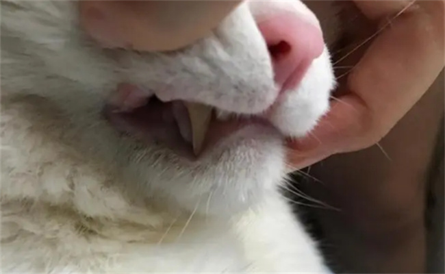 猫咪嘴巴烂了怎么办 猫咪嘴巴烂是什么原因