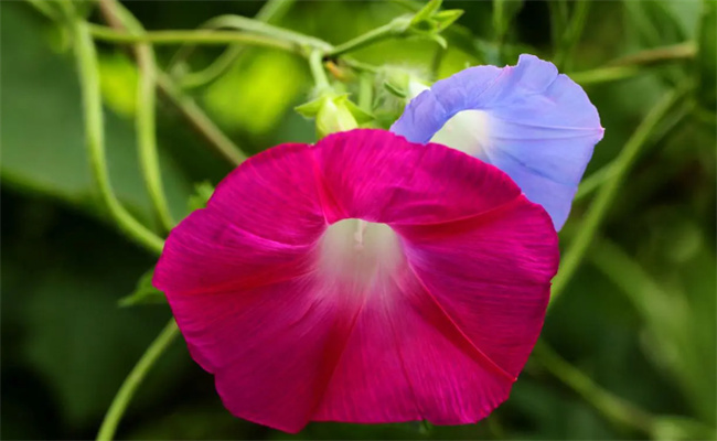 牵牛花花语 夕颜花与牵牛花的区别