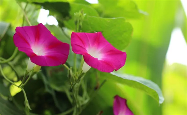 牵牛花花语 夕颜花与牵牛花的区别