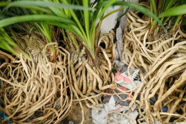 兰花可以用豆饼肥吗，怎样给兰花施饼肥（兰花可以用豆饼肥吗,怎样给兰花施饼肥好）