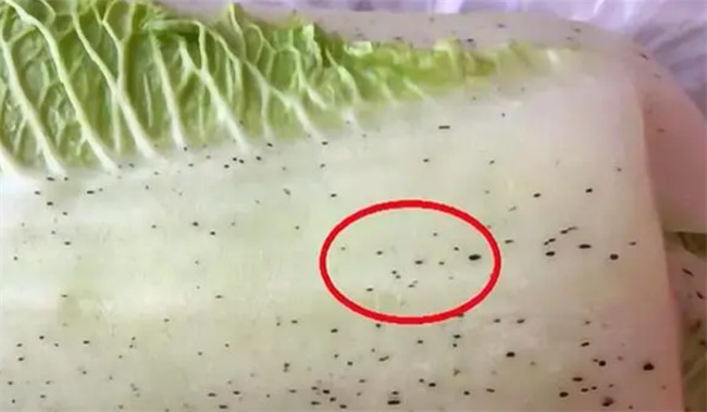 大白菜上的黑点到底是什么 遇到一种情况不能吃 值得一看