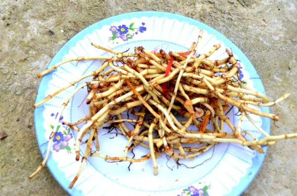 鱼腥草在什么季节种植，怎么种植（鱼腥草什么时间种植最好）