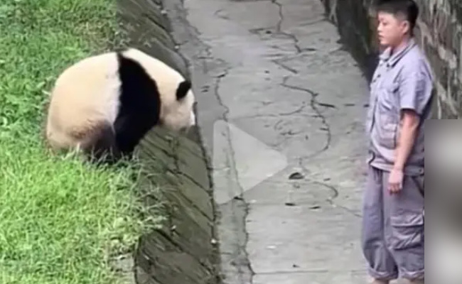 大熊猫和饲养员的双向奔赴 展现了什么