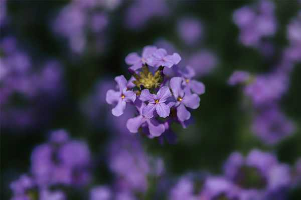 蓝香芥如何养（蓝香芥如何养护和管理）