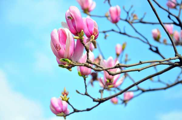 盆栽玉兰花夏季枯叶怎么办（盆栽玉兰花夏季枯萎的原因）