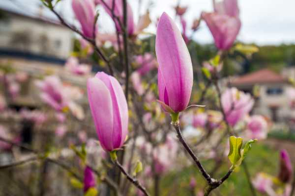 盆栽玉兰花夏季枯叶怎么办（盆栽玉兰花夏季枯萎的原因）