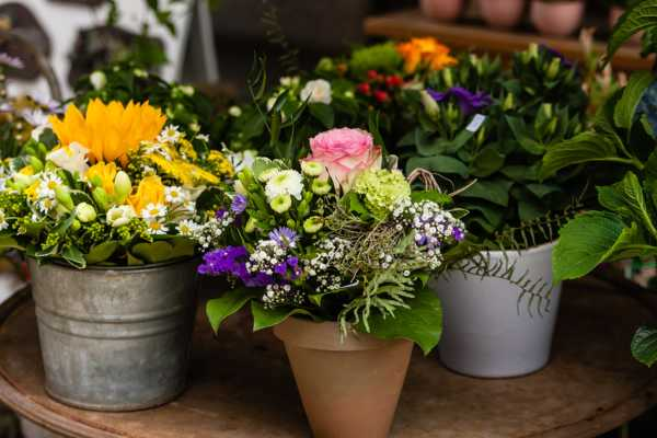 花贝母怎么养（花贝怎么吃法）