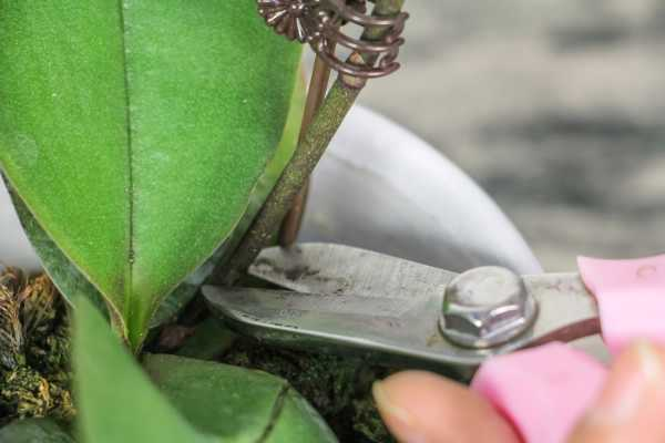 蝴蝶兰不开花或枯蕾的原因（蝴蝶兰总不开花）