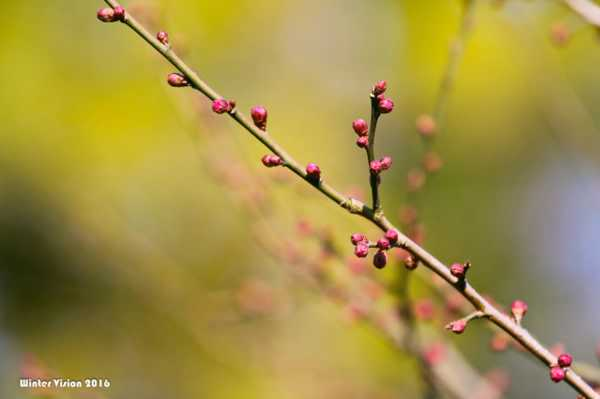 什么时候给梅花换盆，梅花换盆后马上浇水吗（梅花盆栽什么时候修剪）