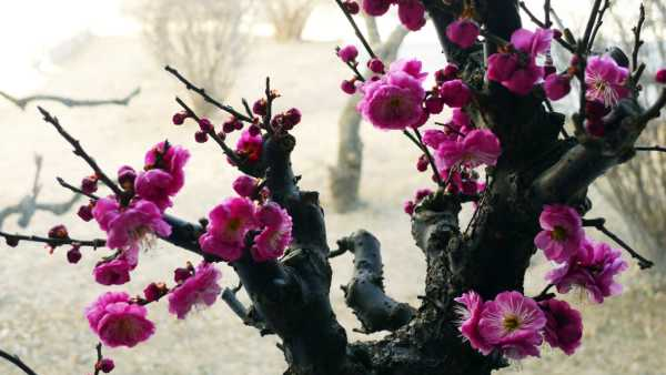 梅花上盆用什么土最好，梅花上盆注意事项（梅花上盆用什么土和盆）