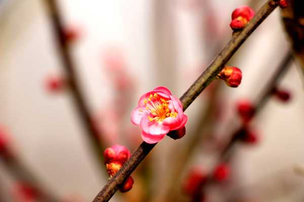 梅花修剪时间和方法，梅花修剪后的伤口如何处理（梅花的修剪方法图解法）