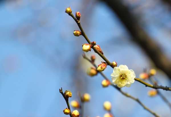 梅花修剪时间和方法，梅花修剪后的伤口如何处理（梅花的修剪方法图解法）