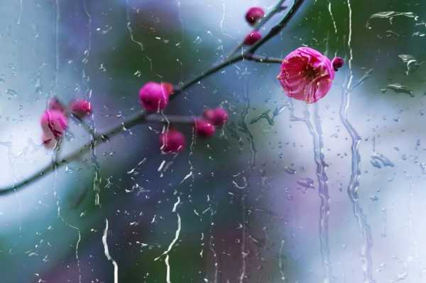 梅花播种子的方法有哪些，梅花播种多久发芽（梅花种子幼苗）