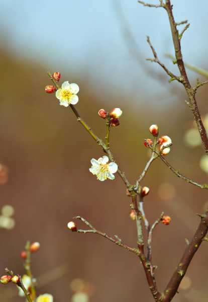 梅花什么时候开，哪种梅花能一年开两次（梅花花哪个季节开）