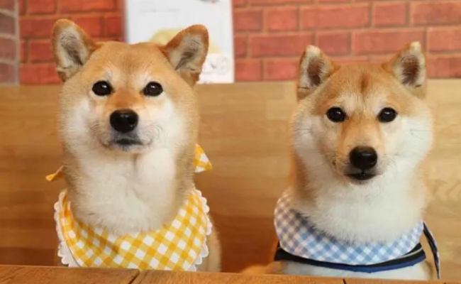 柴犬吃米饭有什么好处  柴犬能吃米饭吗