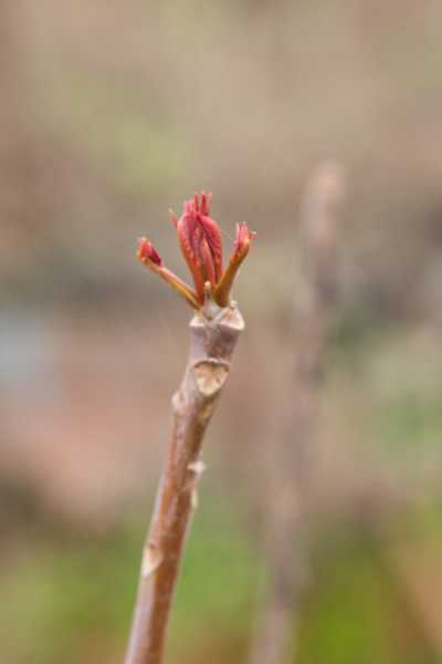 香椿芽怎么吃（香椿芽怎么吃法）