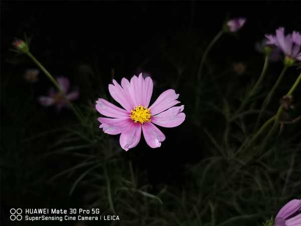 格桑花有毒吗（格桑花能食用吗）