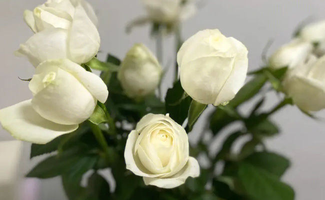 33朵玫瑰花代表什么  11朵白玫瑰代表什么