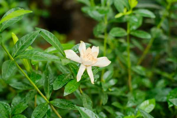 栀子花适合在家里养吗（栀子花适合家养吗 迷信的说招鬼）