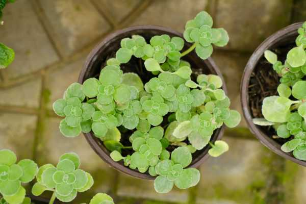 摸摸香花是否有毒，能否在家养？（摸摸香花能养屋里吗）