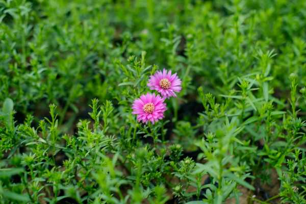 怎么养护菊花，菊花能养几年（菊花可以开多久）