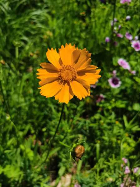 怎么养护菊花，菊花能养几年（菊花可以开多久）