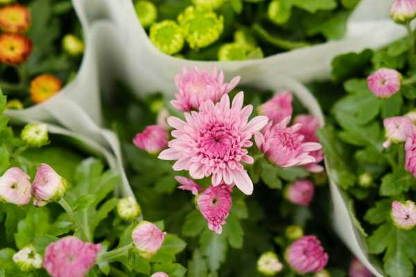 怎么养好菊花，应该注意什么（菊花怎么养活）