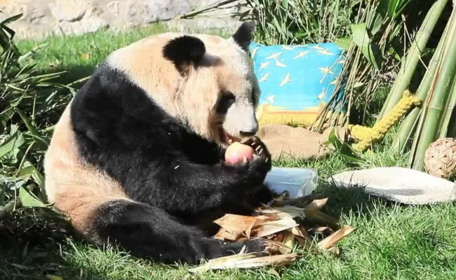 ​丫丫贴秋膘成功 说明了什么