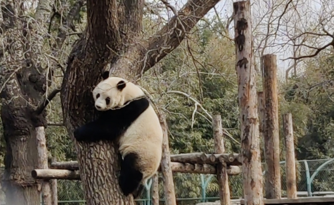 ​大熊猫下树主打一个稳稳当当 大熊猫是如何下树的呢