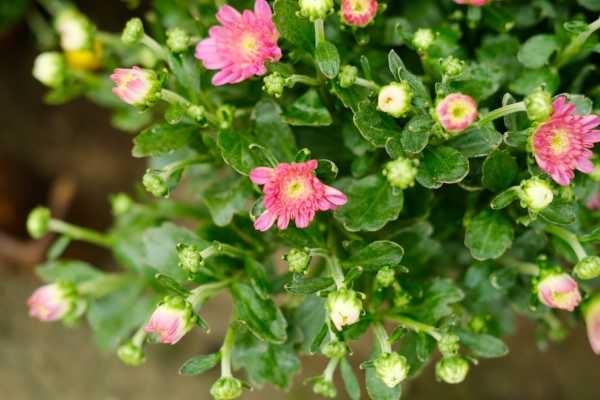 菊花喜水吗，平时怎么浇水（菊花喜水吗,平时怎么浇水呢）