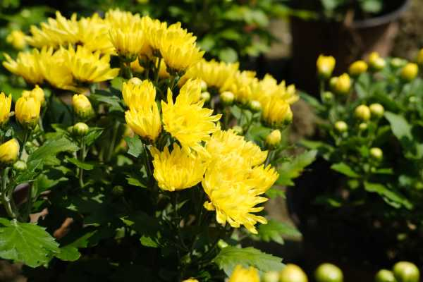 菊花喜水吗，平时怎么浇水（菊花喜水吗,平时怎么浇水呢）